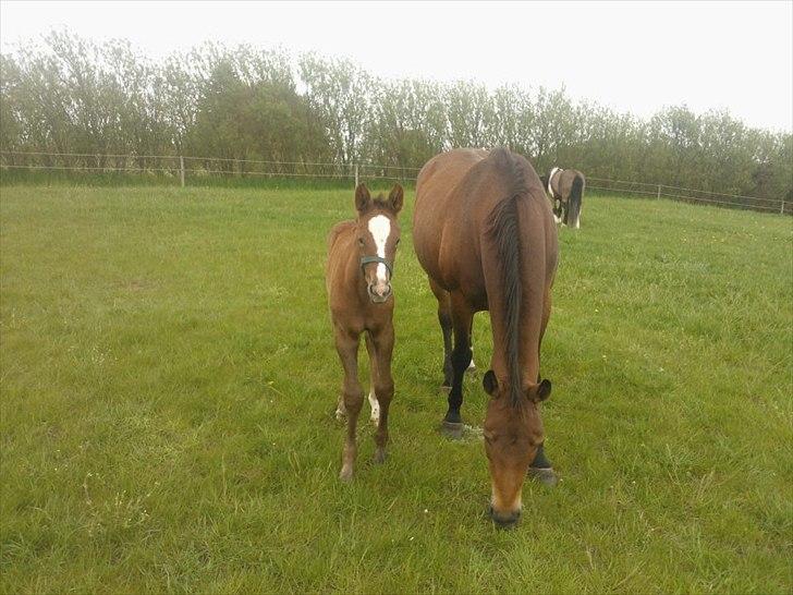 Tysk Oldenburger La Silvia billede 15