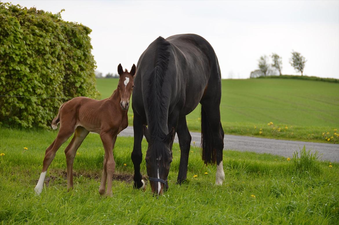 Dansk Varmblod Lykke Domello billede 3