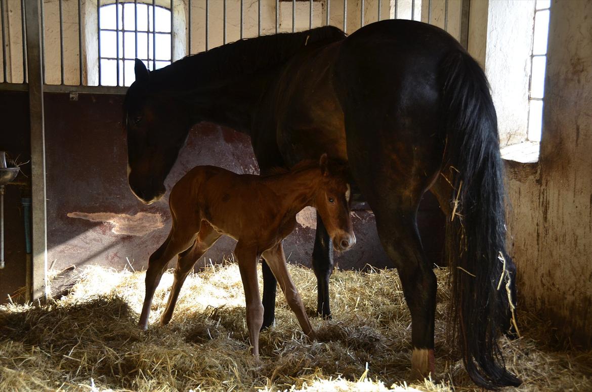 Dansk Varmblod Lykke Domello billede 4