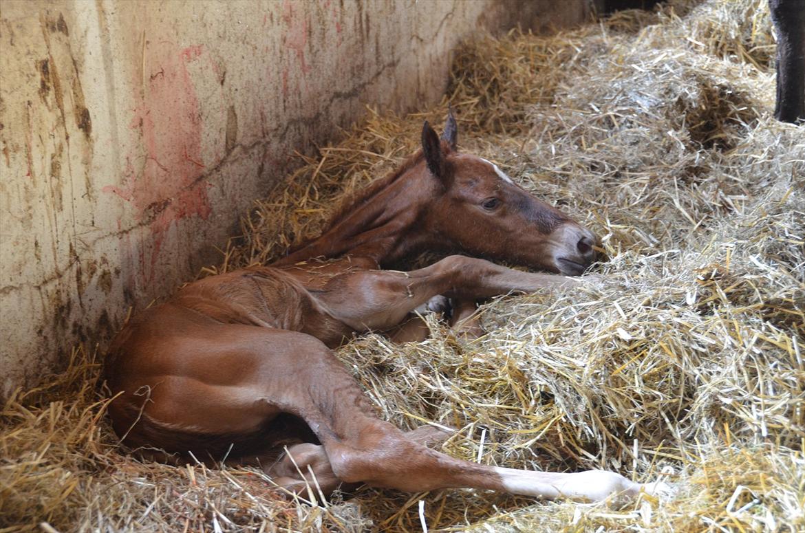 Dansk Varmblod Lykke Domello billede 5
