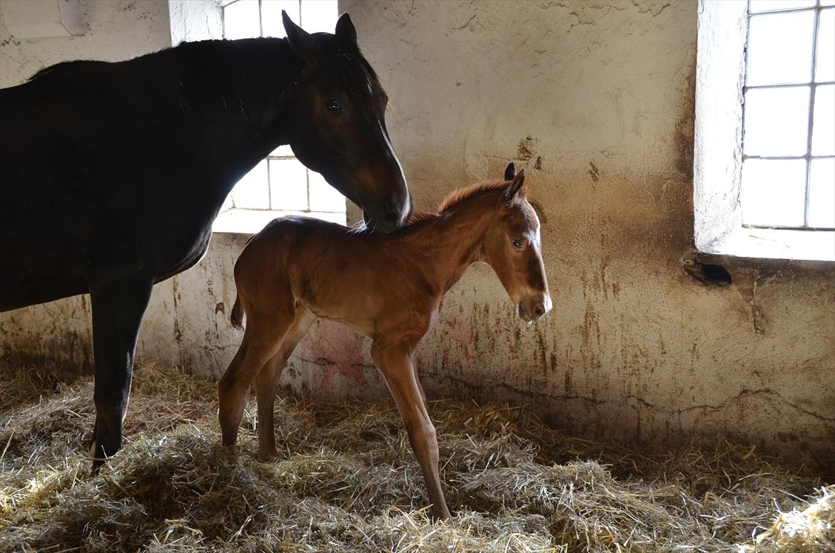 Dansk Varmblod Lykke Domello billede 6