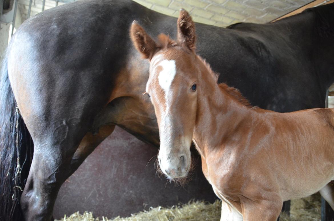 Dansk Varmblod Lykke Domello billede 7