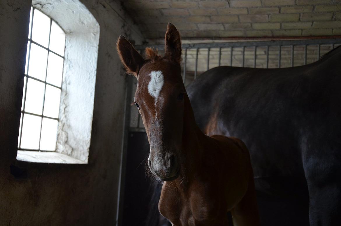 Dansk Varmblod Lykke Domello billede 8