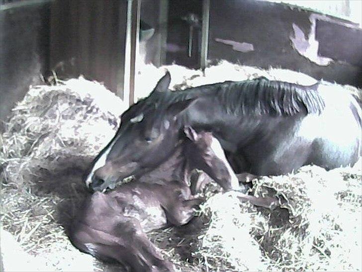 Dansk Varmblod Lykke Domello billede 9