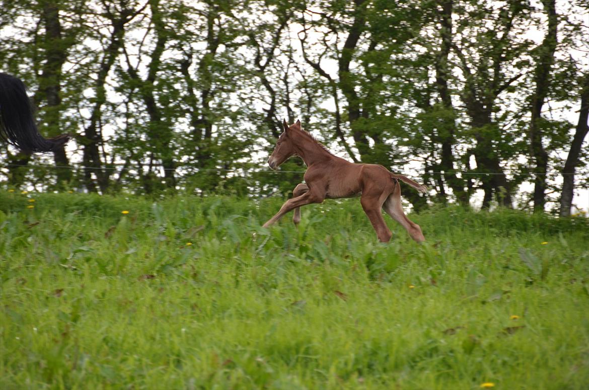 Dansk Varmblod Lykke Domello billede 10
