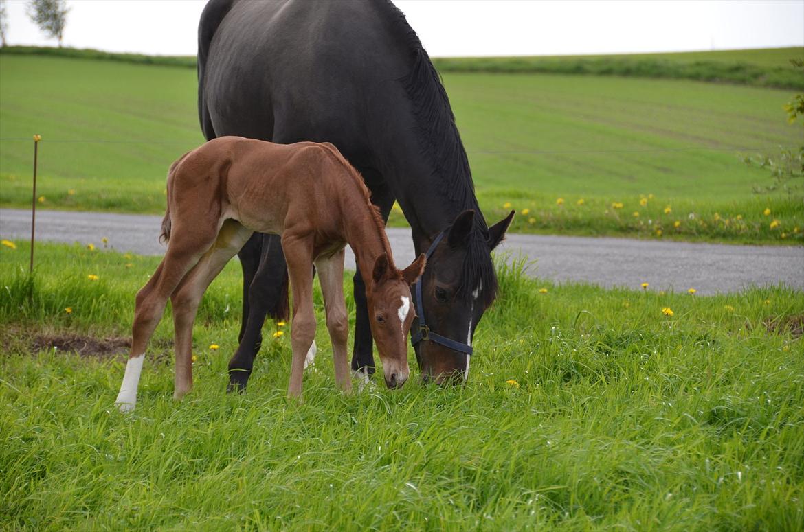 Dansk Varmblod Lykke Domello billede 11