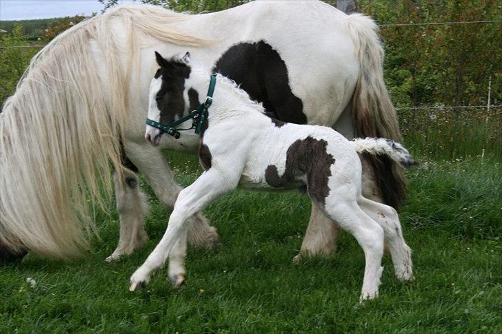 Irish Cob Krungerups Krøllede Konrad (tidl. hest) billede 1