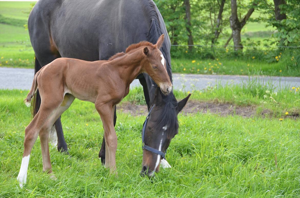 Dansk Varmblod Lykke Domello billede 12