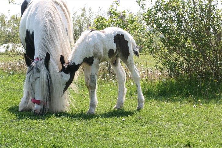 Irish Cob Krungerups Krøllede Konrad (tidl. hest) billede 2