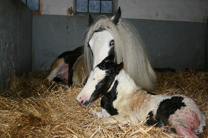 Irish Cob Krungerups Krøllede Konrad (tidl. hest) billede 3