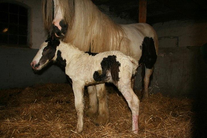 Irish Cob Krungerups Krøllede Konrad (tidl. hest) billede 4