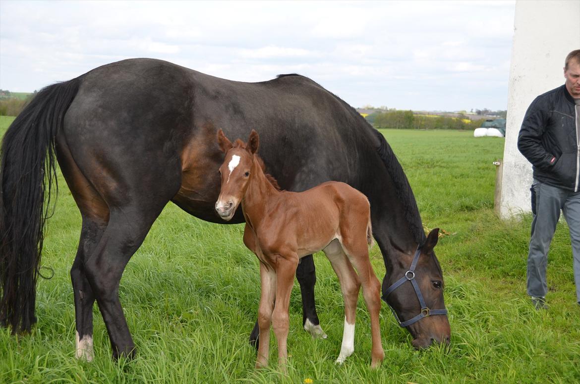 Dansk Varmblod Lykke Domello billede 13