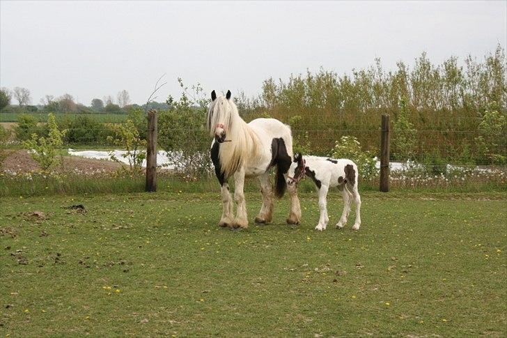 Irish Cob Krungerups Krøllede Konrad (tidl. hest) billede 5