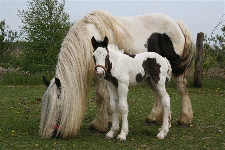 Irish Cob Krungerups Krøllede Konrad (tidl. hest) billede 6