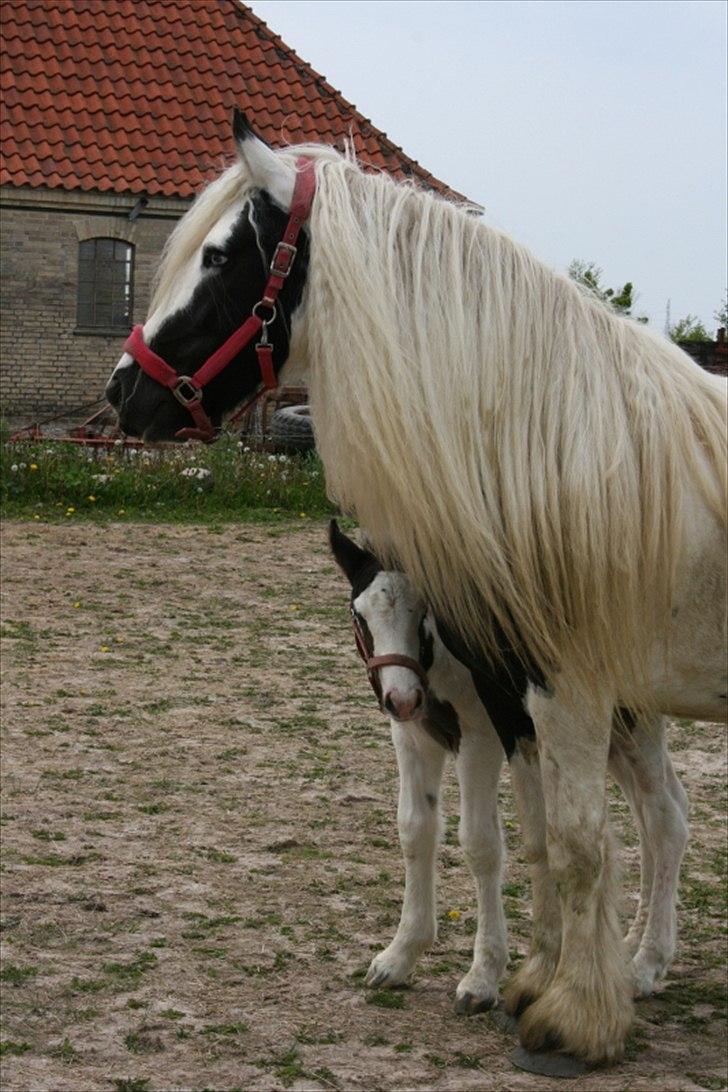 Irish Cob Krungerups Krøllede Konrad (tidl. hest) billede 7