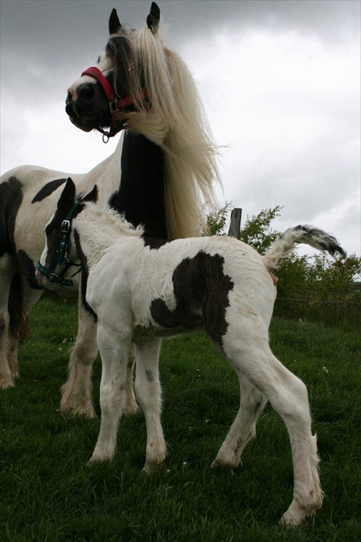 Irish Cob Krungerups Krøllede Konrad (tidl. hest) billede 8