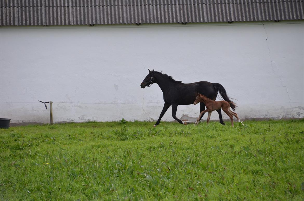 Dansk Varmblod Lykke Domello billede 14