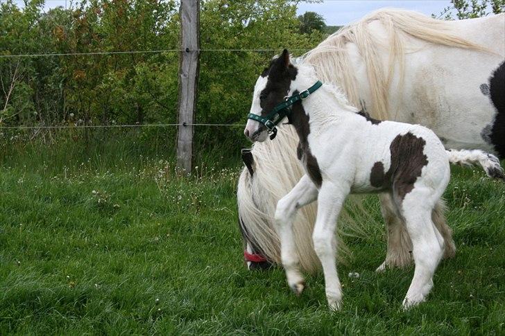 Irish Cob Krungerups Krøllede Konrad (tidl. hest) billede 9