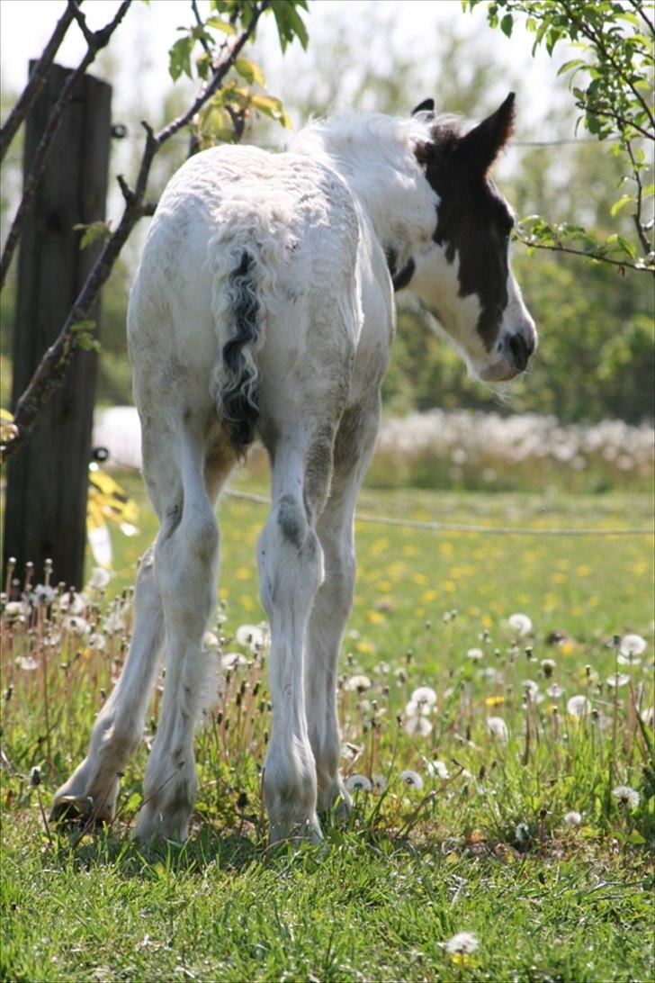 Irish Cob Krungerups Krøllede Konrad (tidl. hest) billede 10