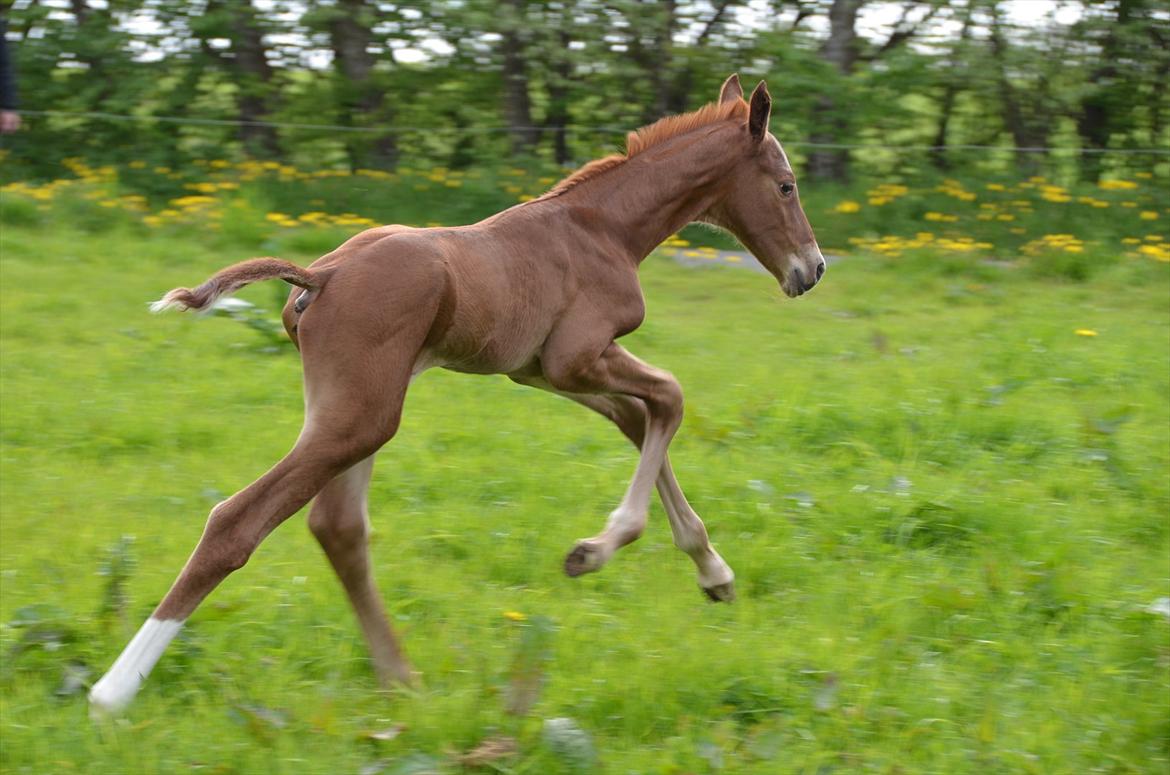 Dansk Varmblod Lykke Domello billede 15