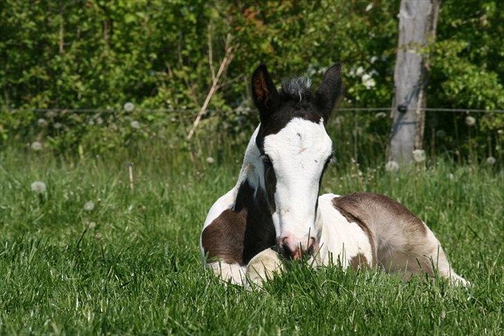 Irish Cob Krungerups Krøllede Konrad (tidl. hest) billede 11