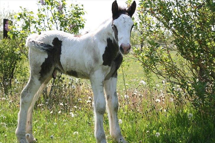 Irish Cob Krungerups Krøllede Konrad (tidl. hest) billede 12