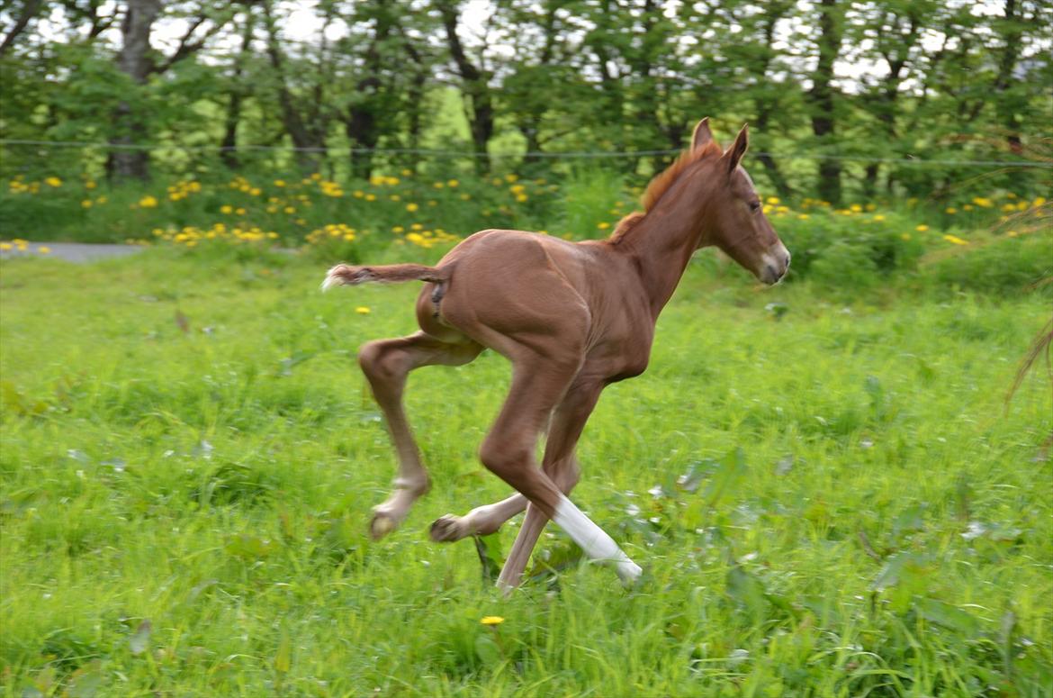 Dansk Varmblod Lykke Domello billede 16