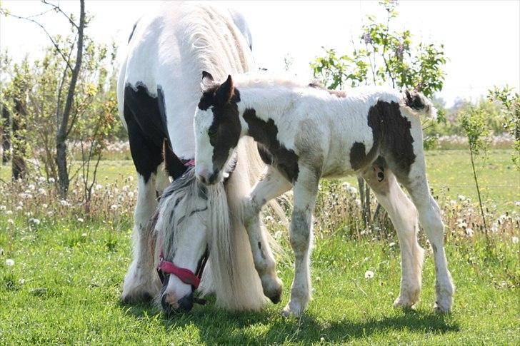 Irish Cob Krungerups Krøllede Konrad (tidl. hest) billede 13