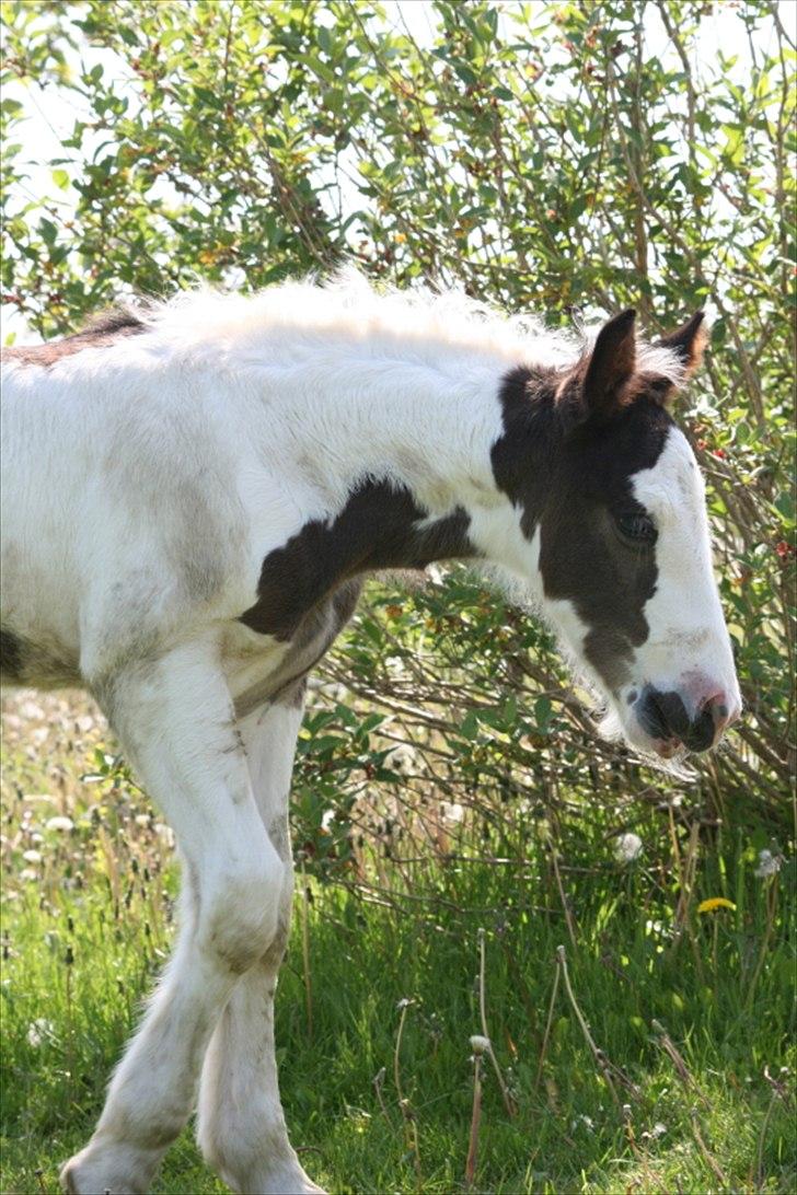 Irish Cob Krungerups Krøllede Konrad (tidl. hest) billede 14