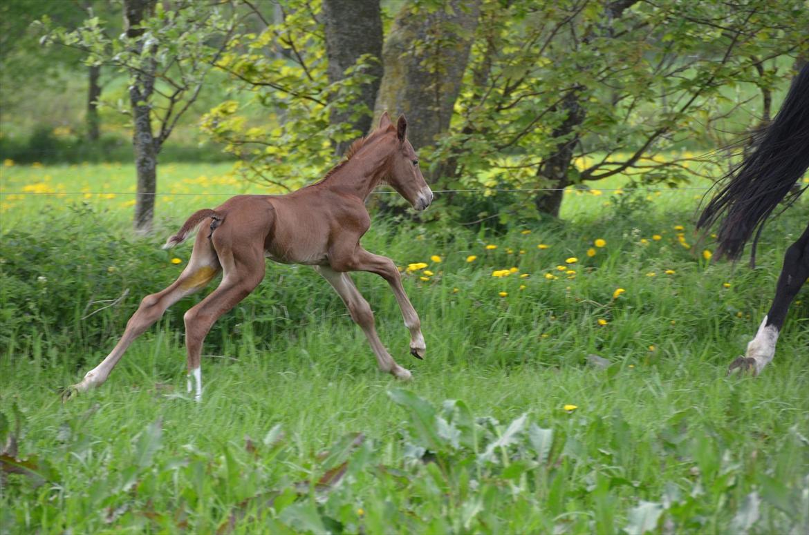 Dansk Varmblod Lykke Domello billede 17