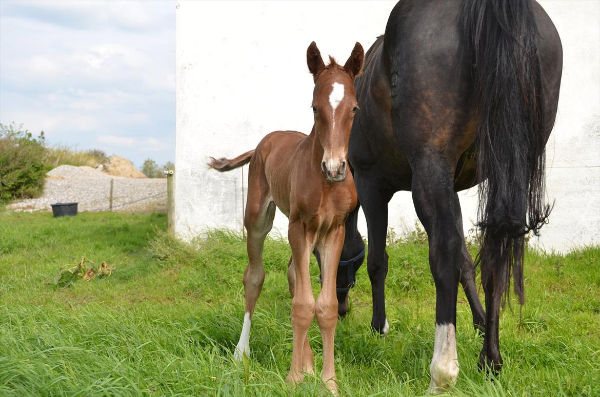 Dansk Varmblod Lykke Domello billede 18