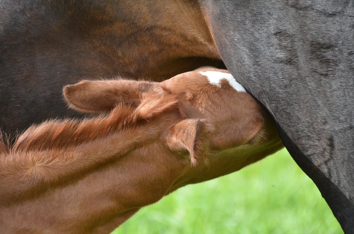 Dansk Varmblod Lykke Domello billede 19