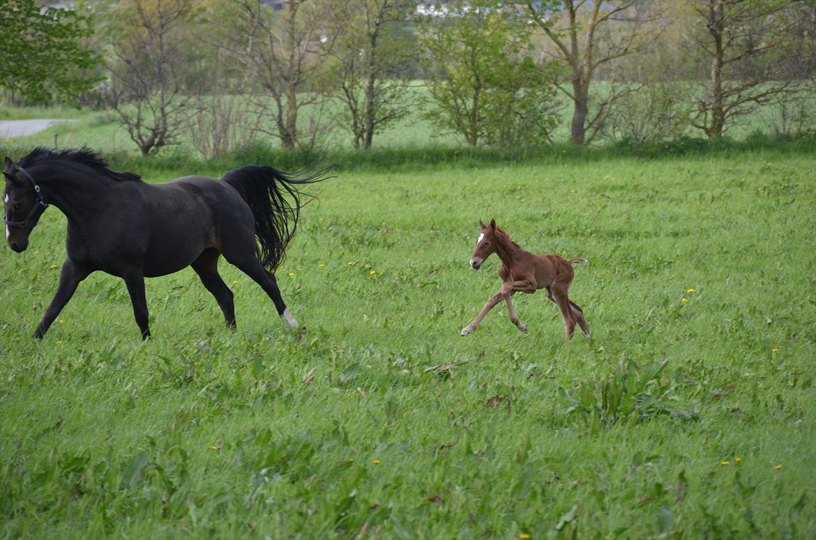 Dansk Varmblod Lykke Domello billede 20