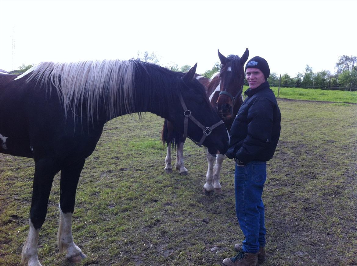 Barockpinto Al Capone - min dejlige dreng og Min lille bror :D billede 17