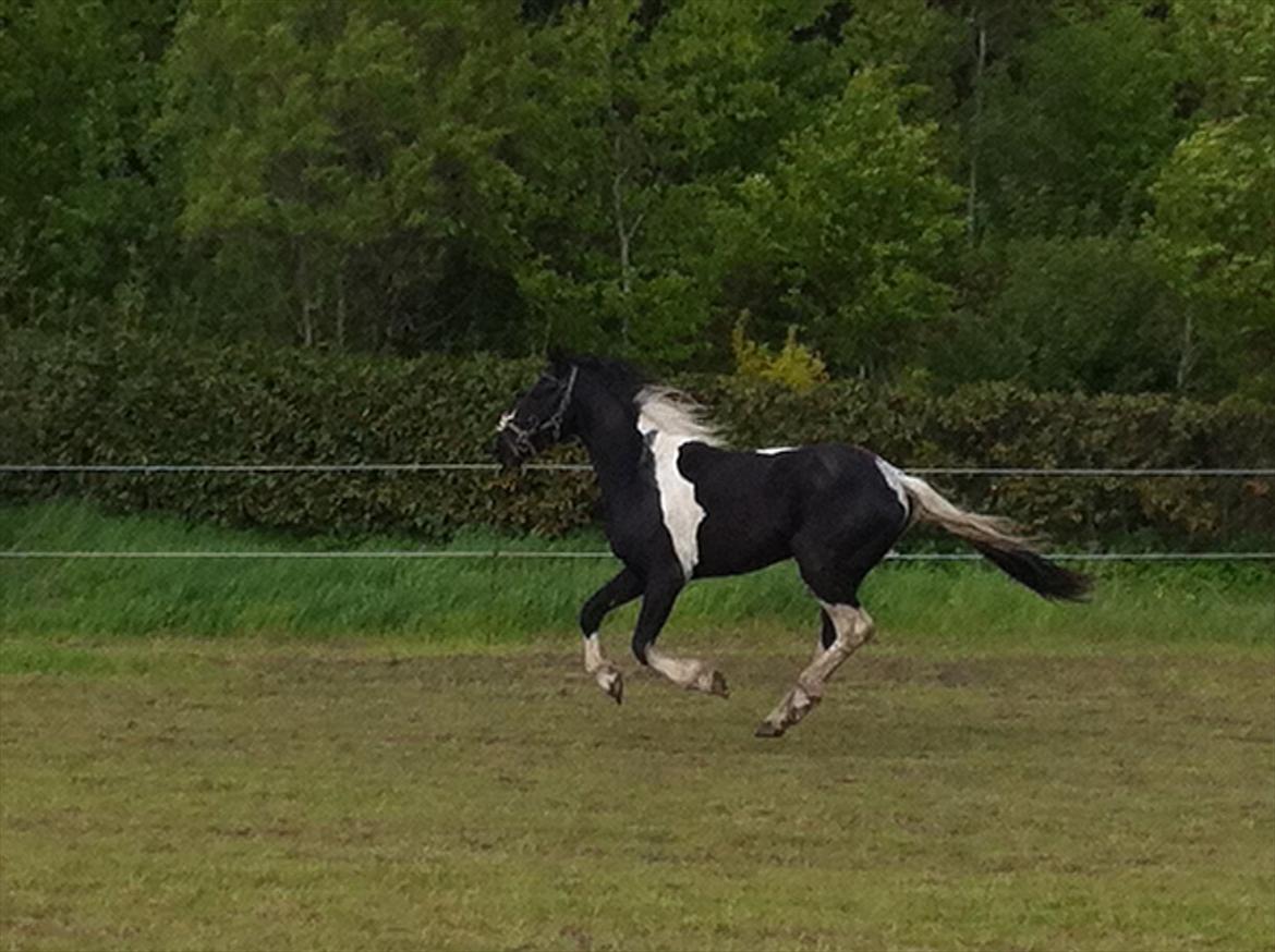 Barockpinto Al Capone - pow med fart på :D billede 18