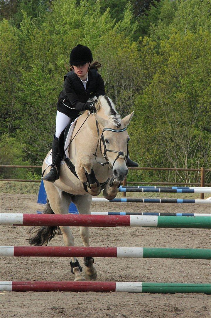 Fjordhest Cox Tidselbjerg*stjernen* - Stilspring på BIrken 18.maj 2012 billede 14