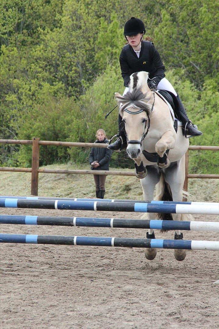 Fjordhest Cox Tidselbjerg*stjernen* - DM kval til finalen :)  billede 15