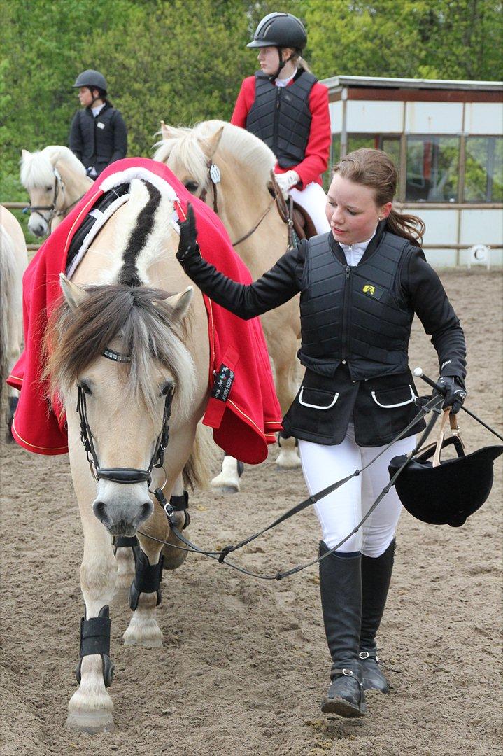 Fjordhest Cox Tidselbjerg*stjernen* - Efter kvallen lørdag <3 billede 16
