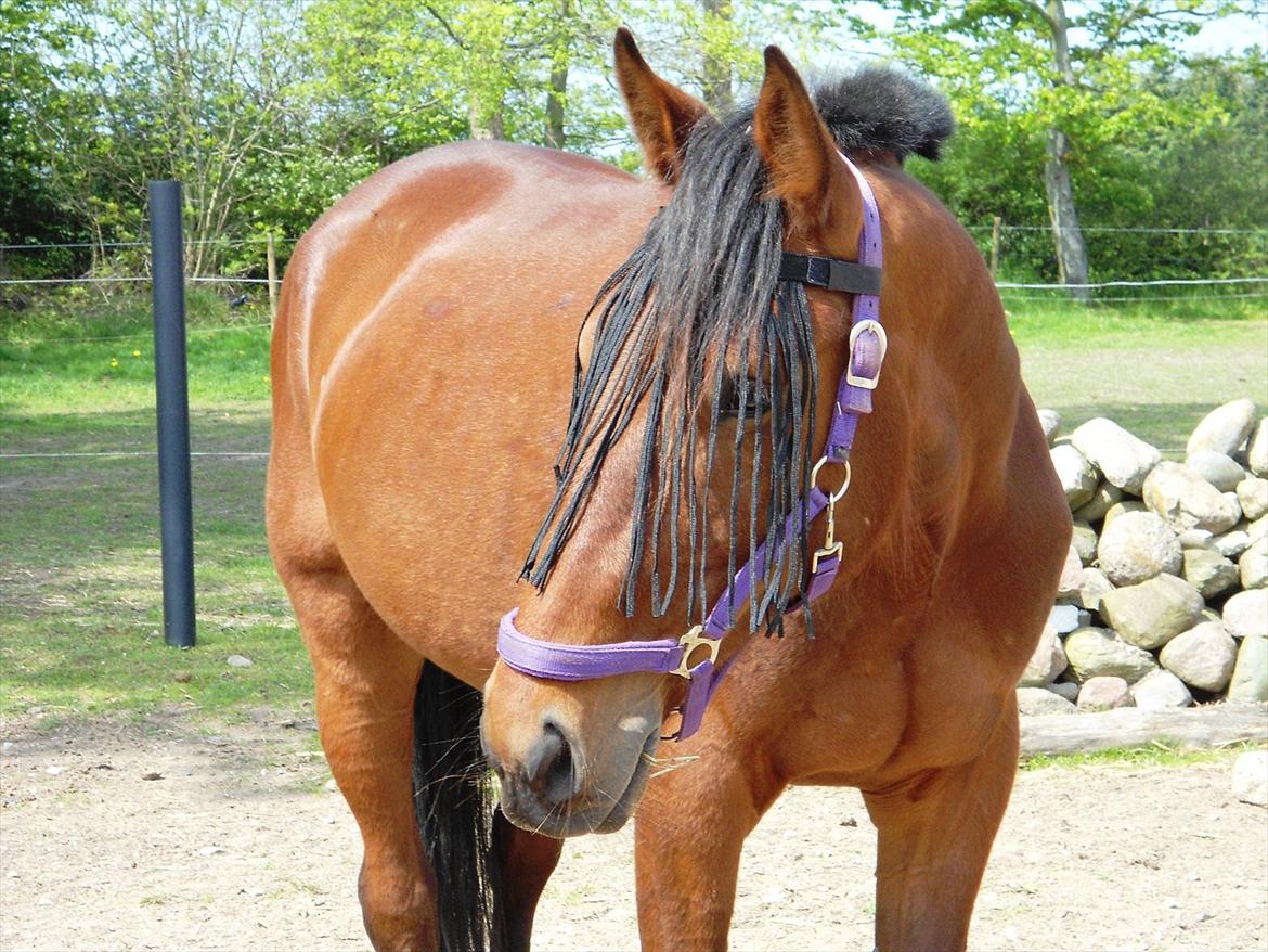 Standardbred Pettachi | Charlie - Foto: Mig | Min skønne travbamse :) billede 11