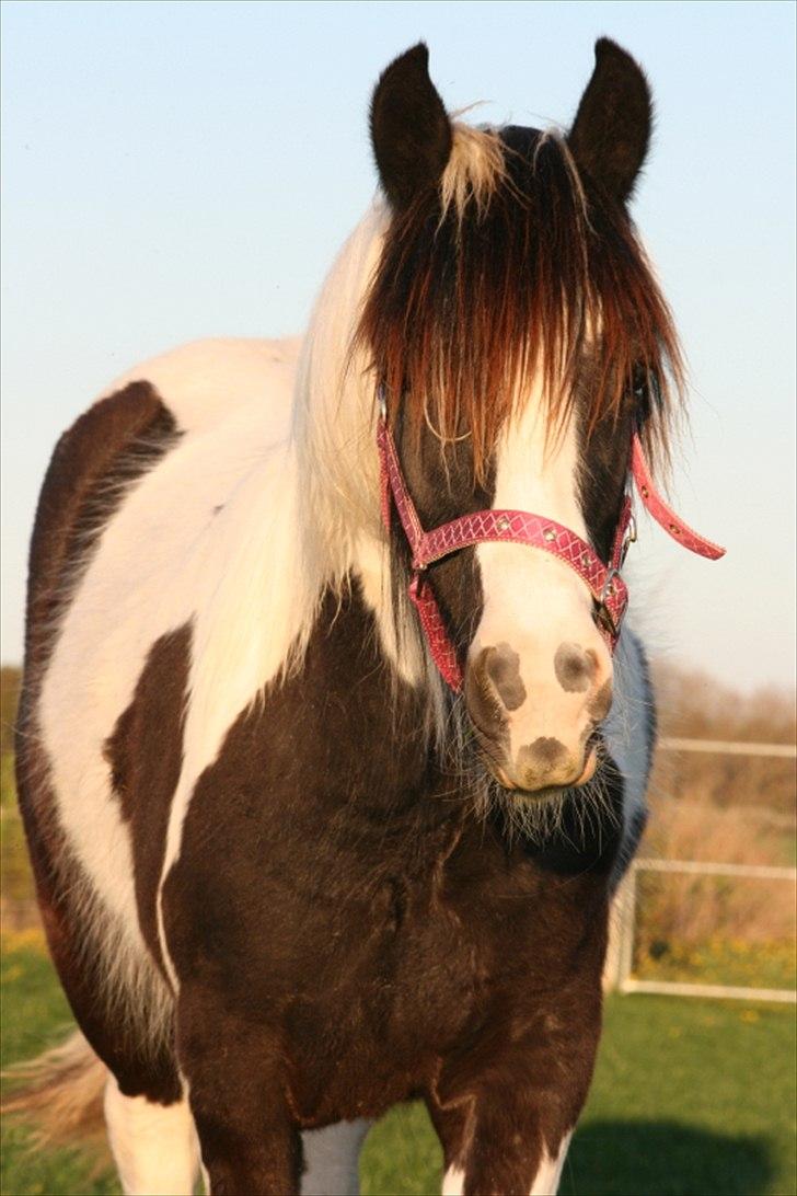 Irish Cob Irish staldens Silken Filippa billede 14