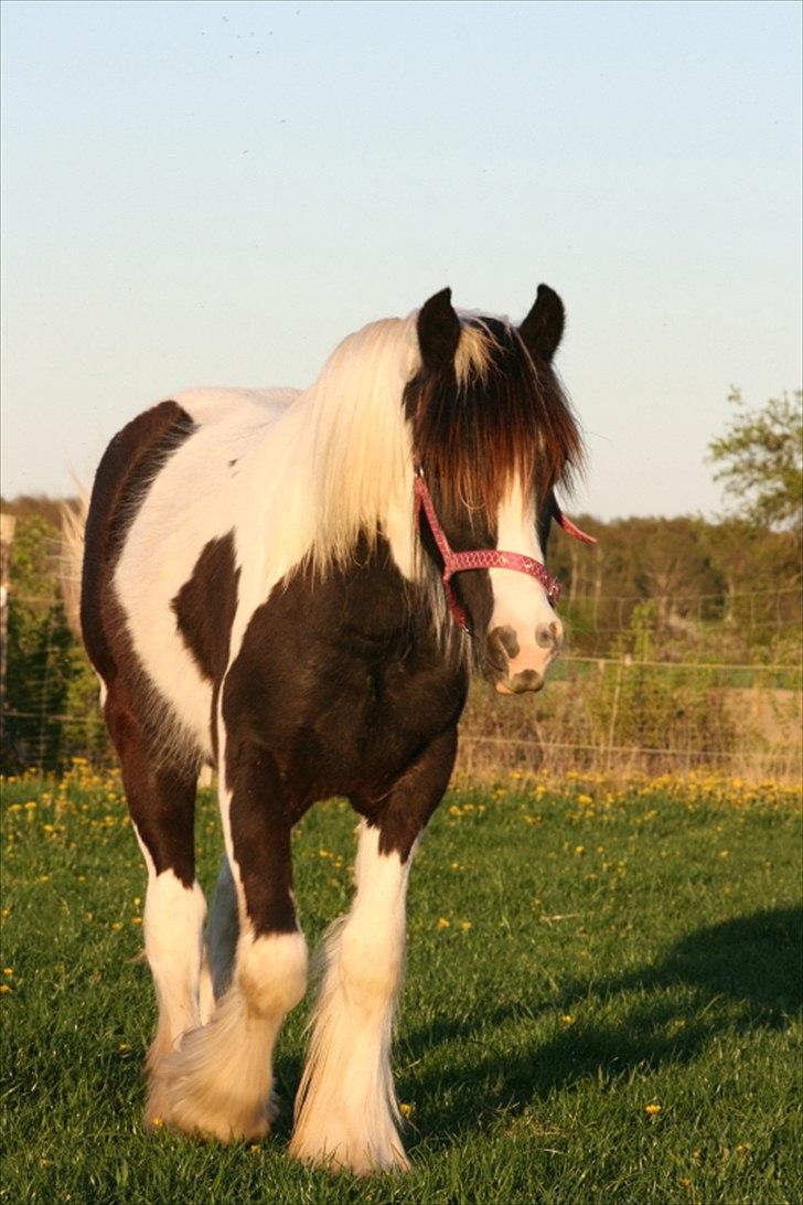 Irish Cob Irish staldens Silken Filippa billede 15