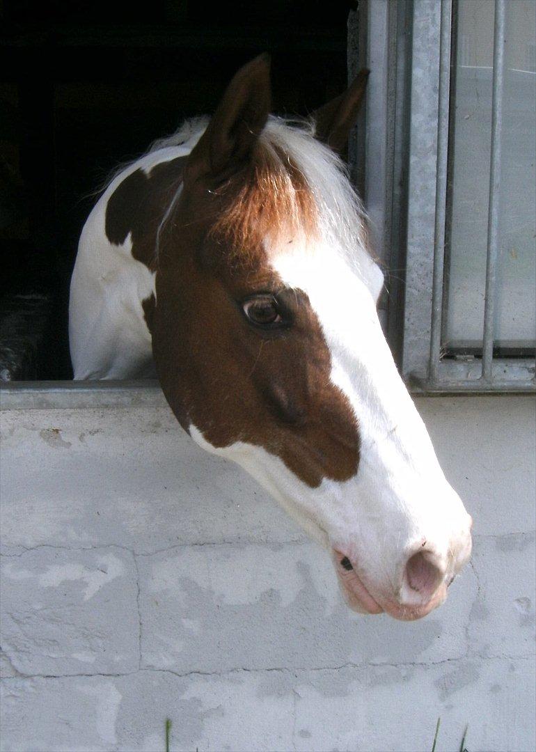 Pinto • CANUPA WAKAN AF VÆNGELY • - 1) Velkommen til mulle's profil :-)♥♥
 - Foto:// Mig. billede 1