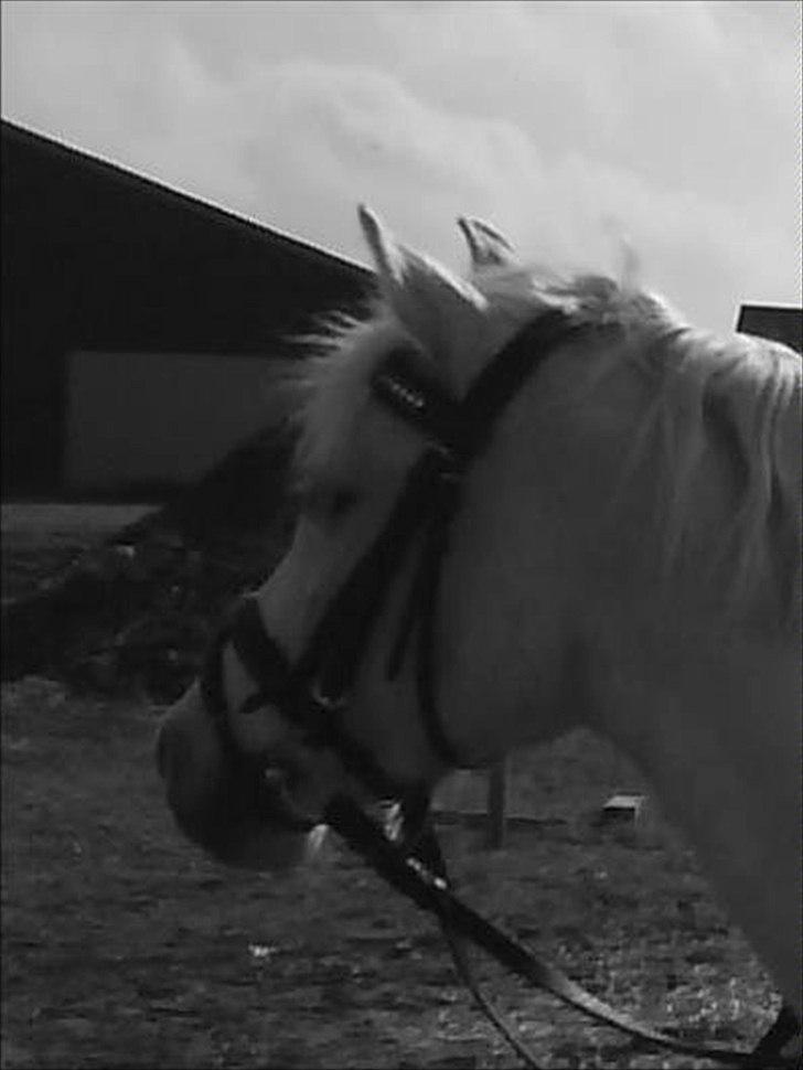Welsh Pony (sec B) Lyngevejens Eksalon Havl A-Pony! - Faarveel! billede 15