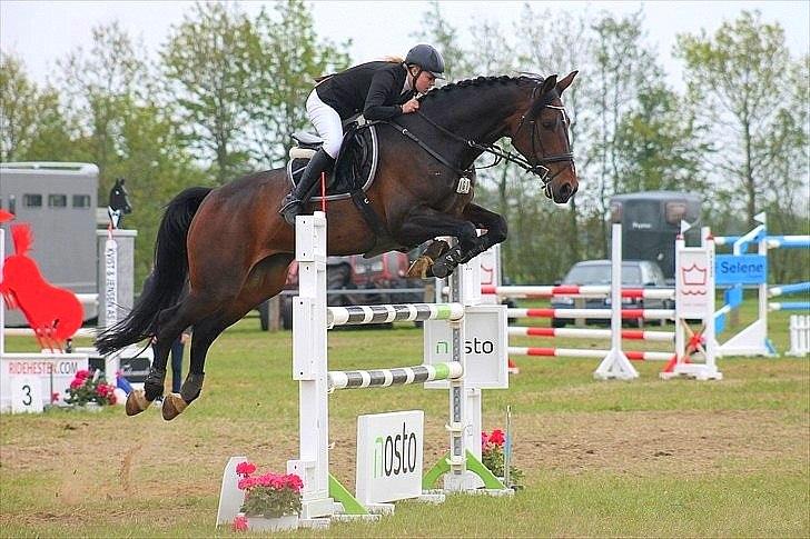 Dansk Varmblod Olympia - LA** i Sdr. Hygum - Taget af Edita Rimkute billede 3