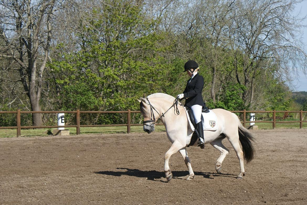 Fjordhest Perle Fjordvang - en ener' - DM 2012 til 66,829% vandt første afdeling og gik videre i finalen.  billede 9