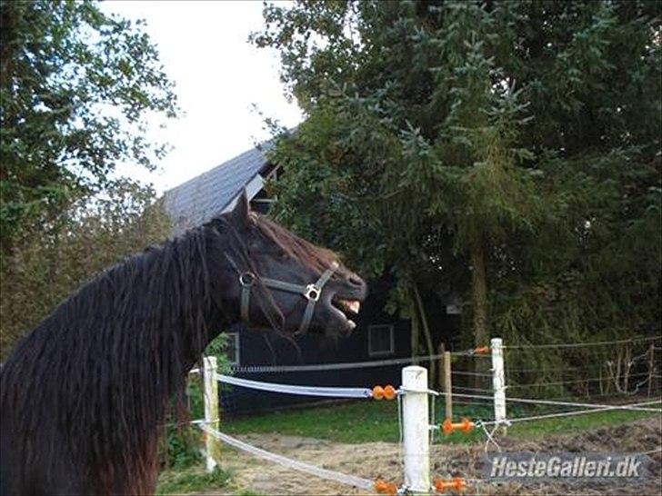 Frieser  Guido Van Robico billede 1