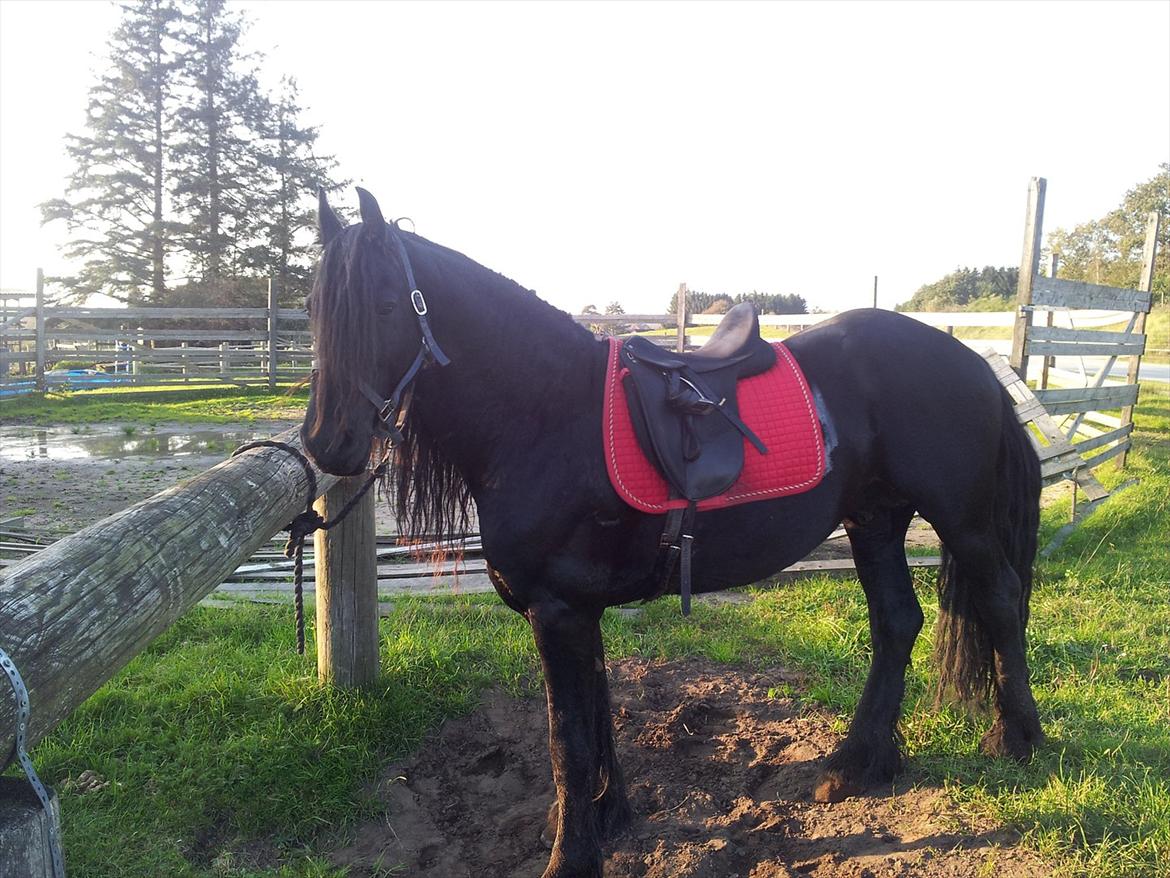 Frieser  Guido Van Robico billede 2