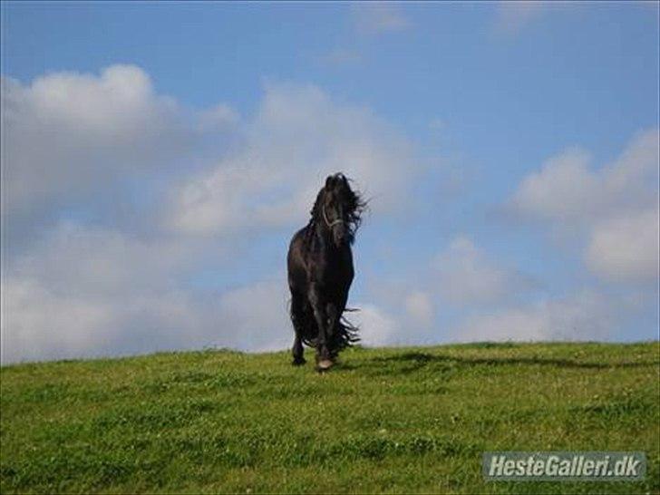 Frieser  Guido Van Robico billede 3