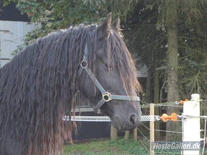 Frieser  Guido Van Robico billede 7