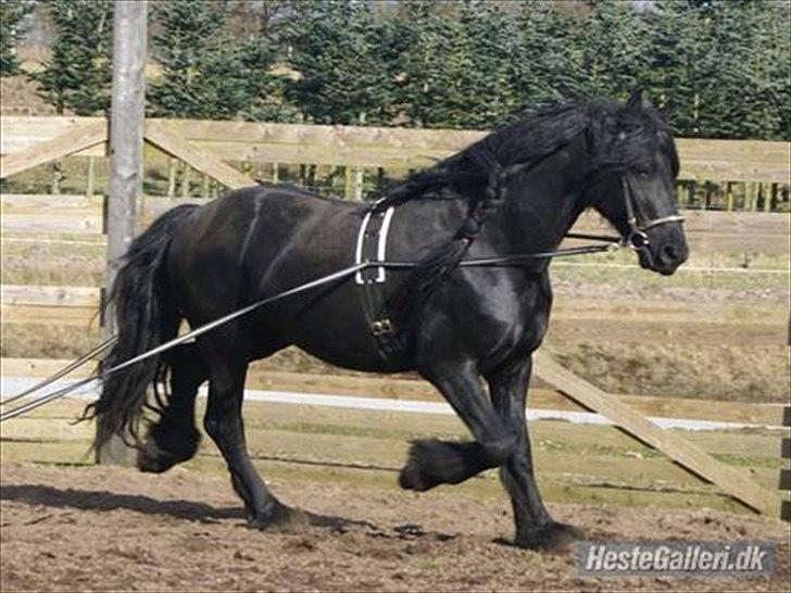 Frieser  Guido Van Robico billede 8